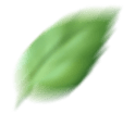 Basil