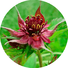 Чем отличается гель NanoFlex от других средств